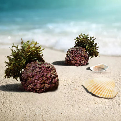 AlgaeCal Bone Strength Capsules – Calcium + D3 & K2 (120 Veggie Caps)